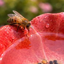 Afbeelding in Gallery-weergave laden, Handgemaakte Bijenbloesems – Weerbestendige Keramische Drinkbakjes voor Bijen, Set van 4
